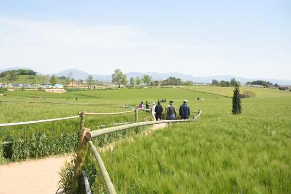 ▲지난 2일 사람들이 학원관광농장에서 열린 청보리밭 축제를 즐기고 있다.